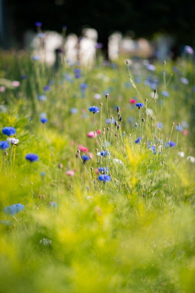 Fleurs dans un champ naturel, de couleurs bleues et roses